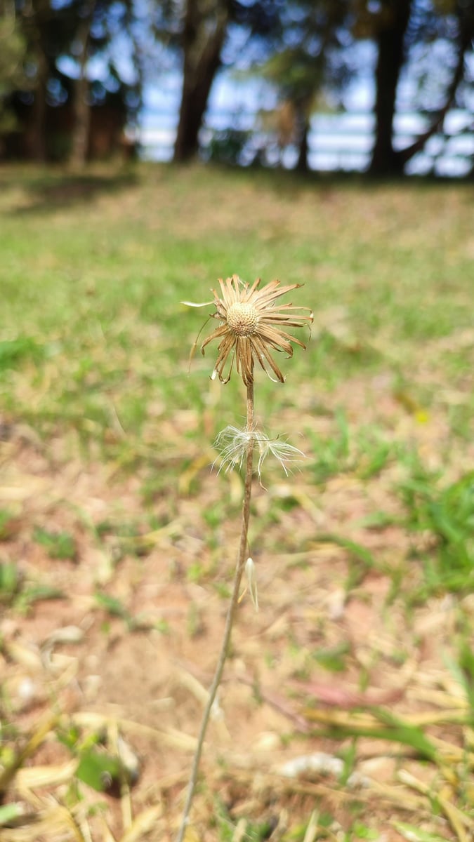 dying grass